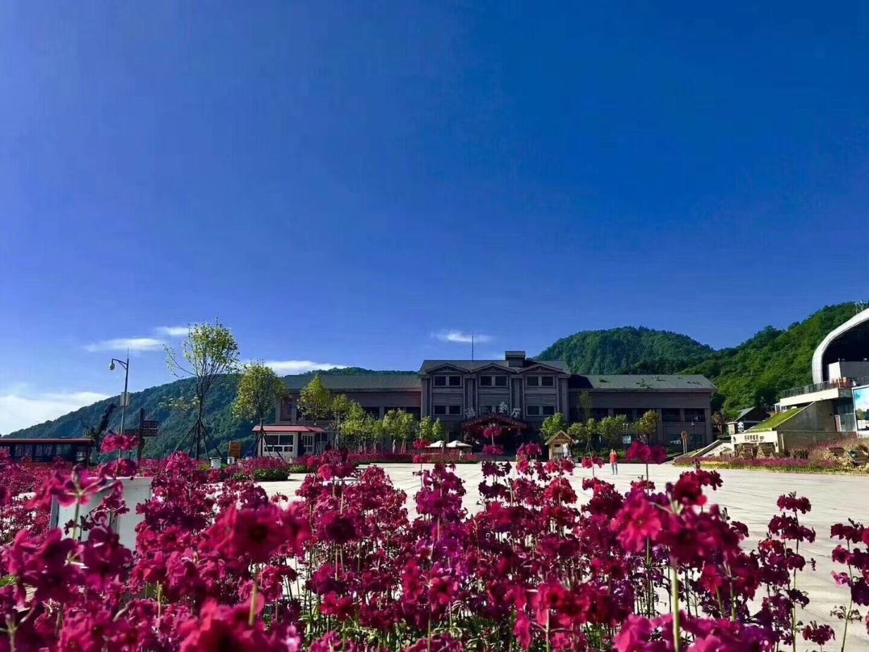 報(bào)春花開 美麗自來