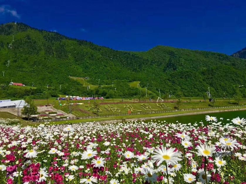 報(bào)春花開 美麗自來